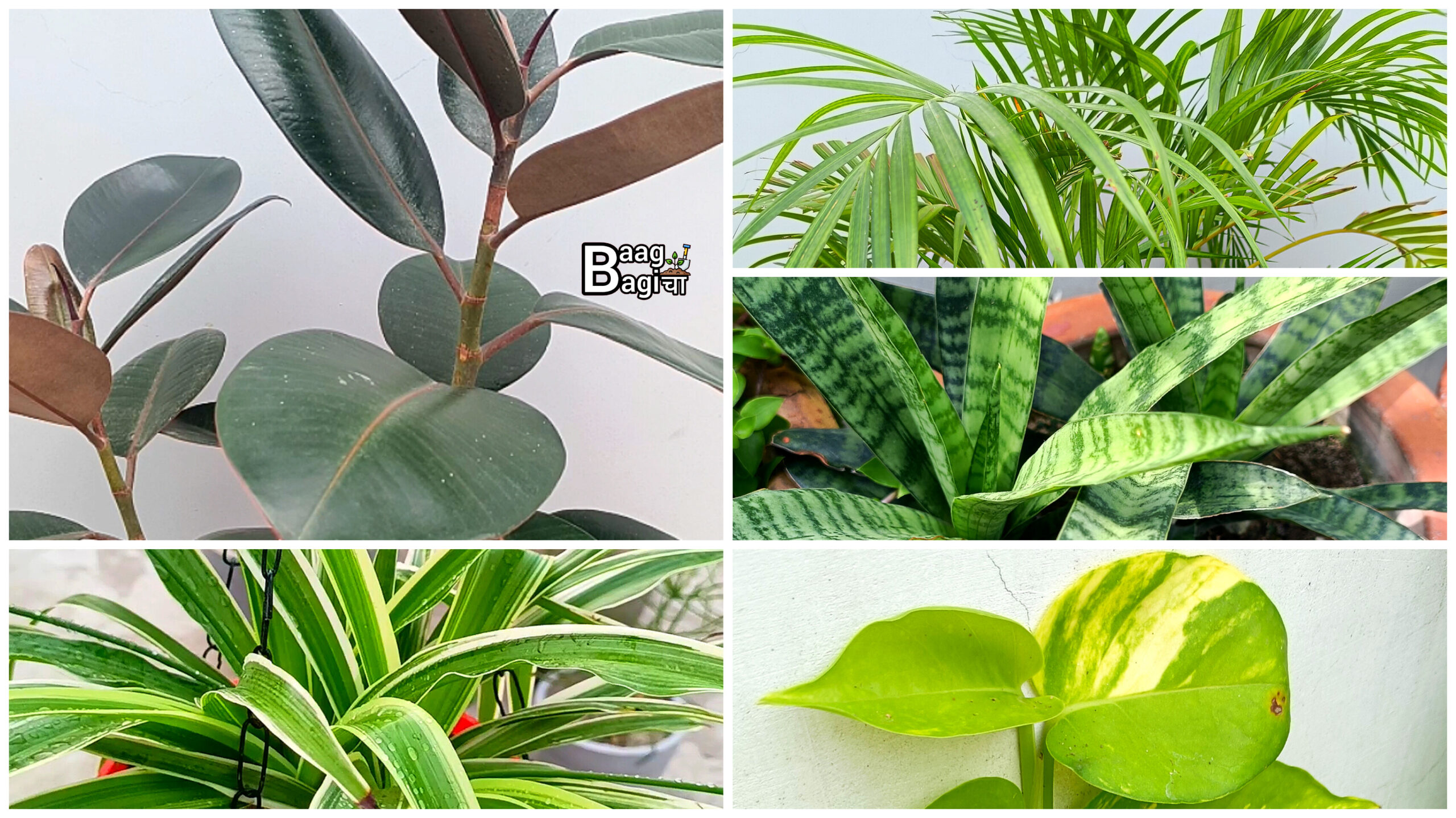 5 Best Indoor Plants जो हवा को शुद्ध करें