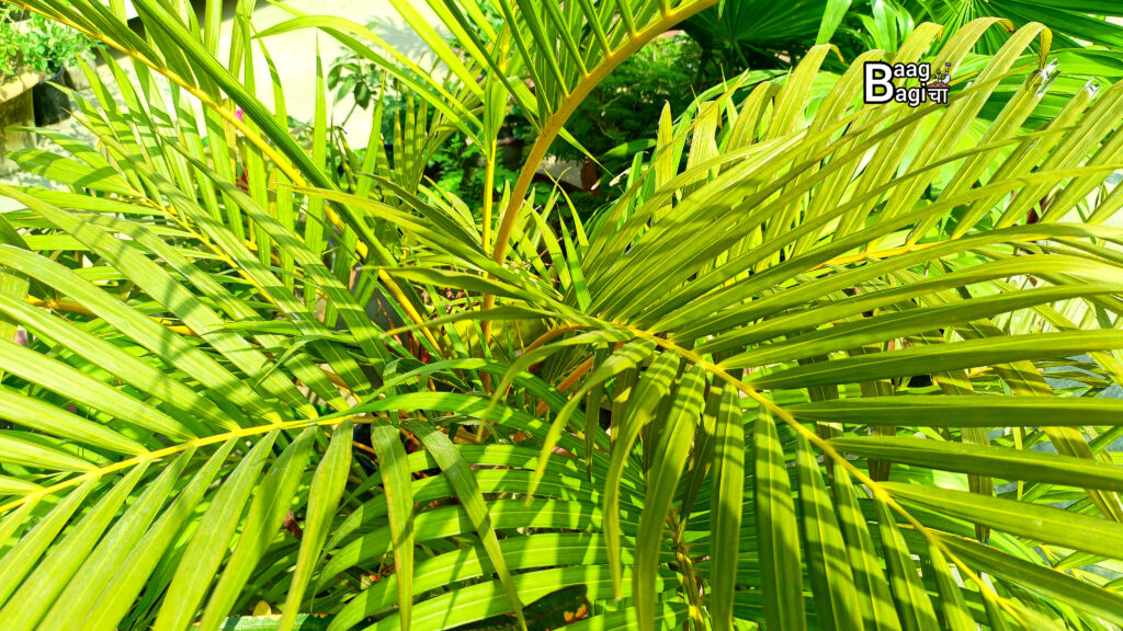 Best Indoor Plants : जो हवा को शुद्ध करें