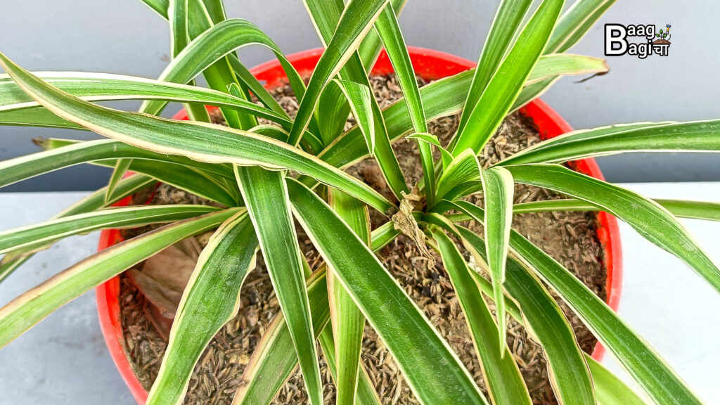 Best Indoor Plants : जो हवा को शुद्ध करें