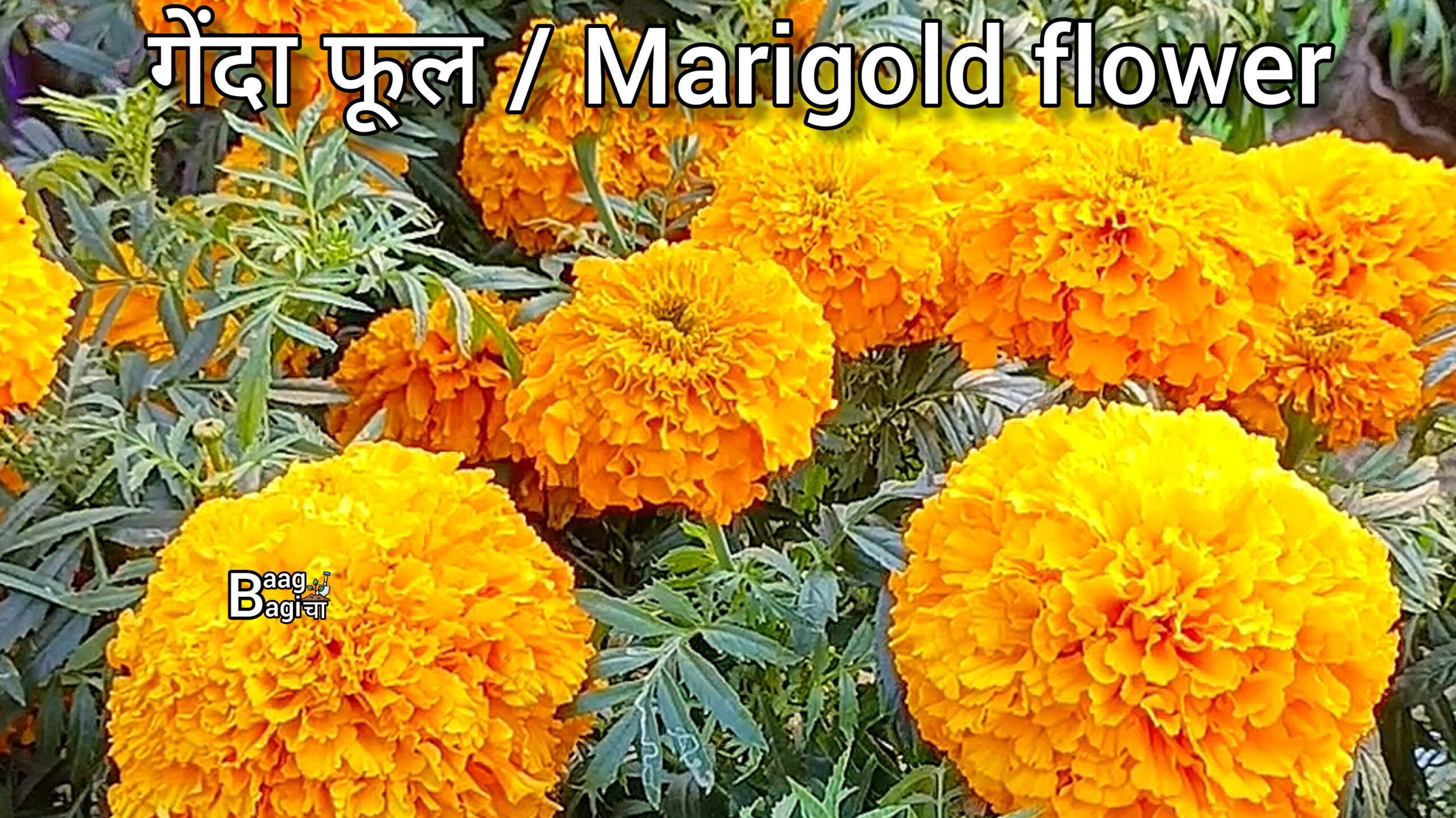 गेंदा फूल - कैसे लगाएं , देखभाल , खाद , पानी , पूरी जानकारी