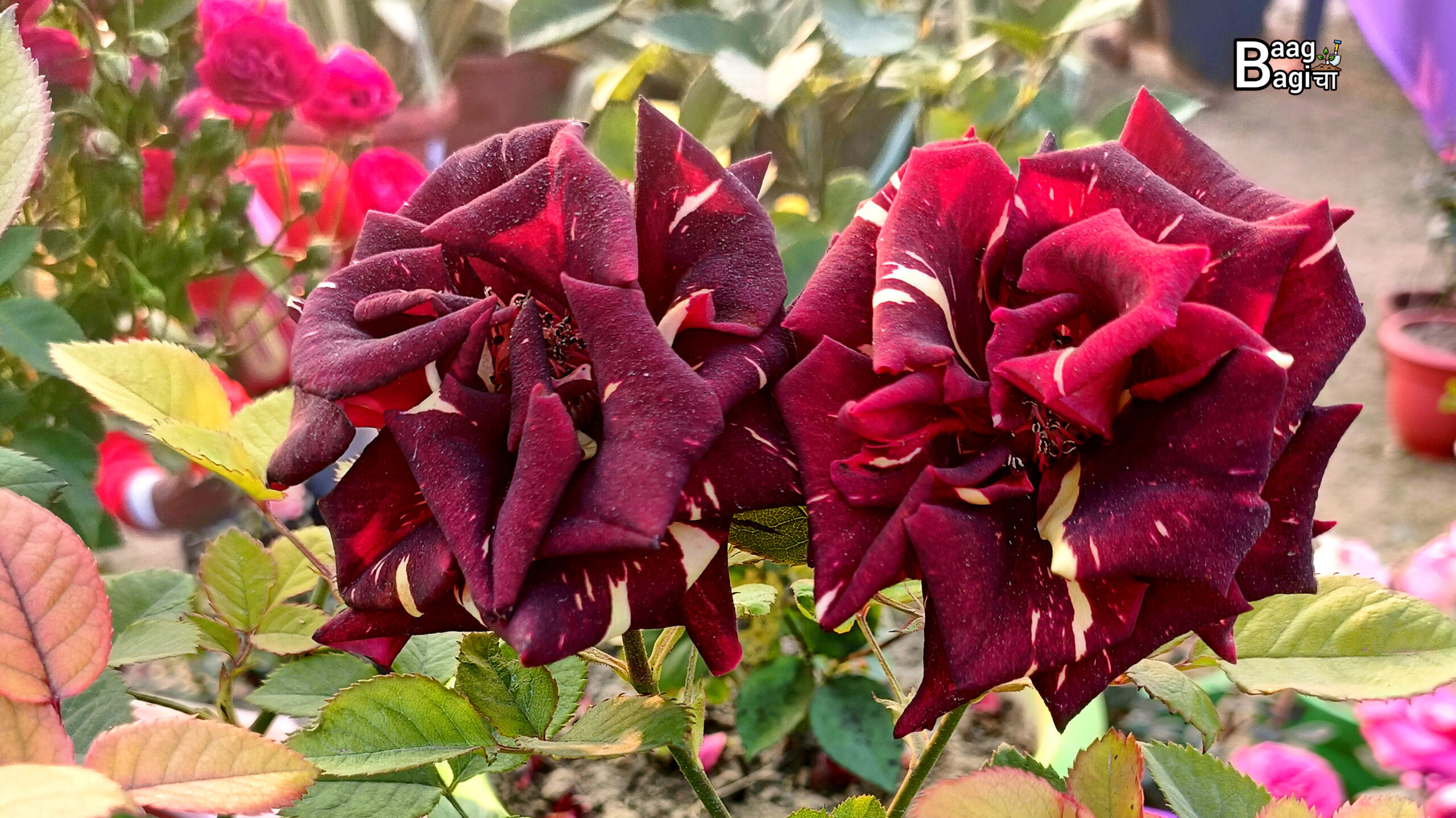 Flowering Plants : 5 पौधें जो सालभर खिलते हो