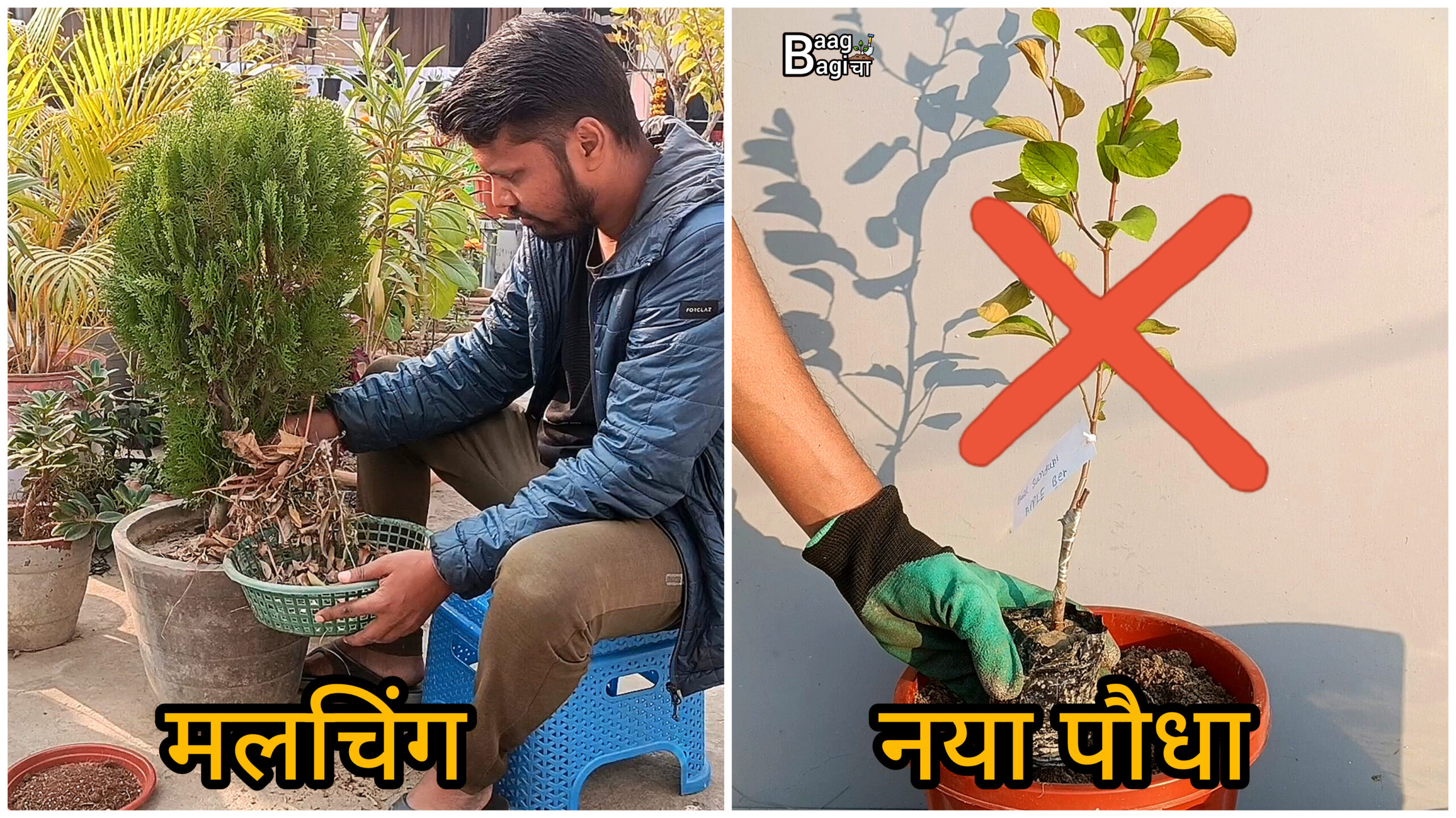 सर्दियों में पौधों को कैसे बचाएं - 5 टिप्स
