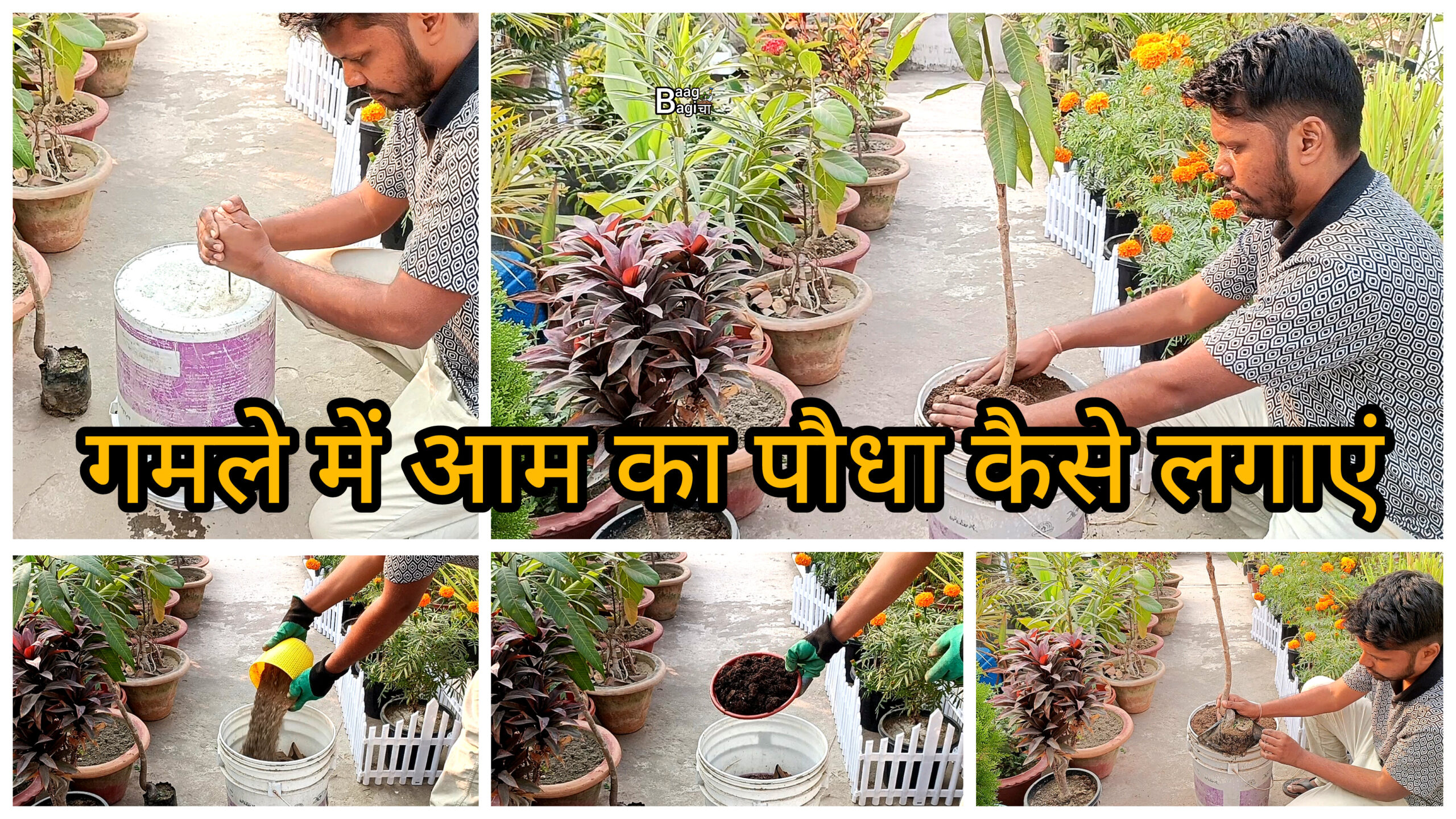 गमले में आम का पौधा कैसे लगाएं