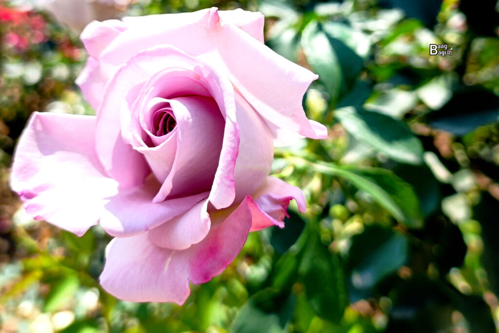 rose
