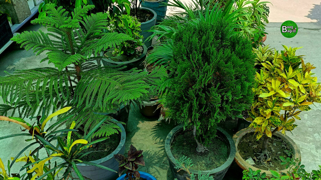 7 tips for gardening