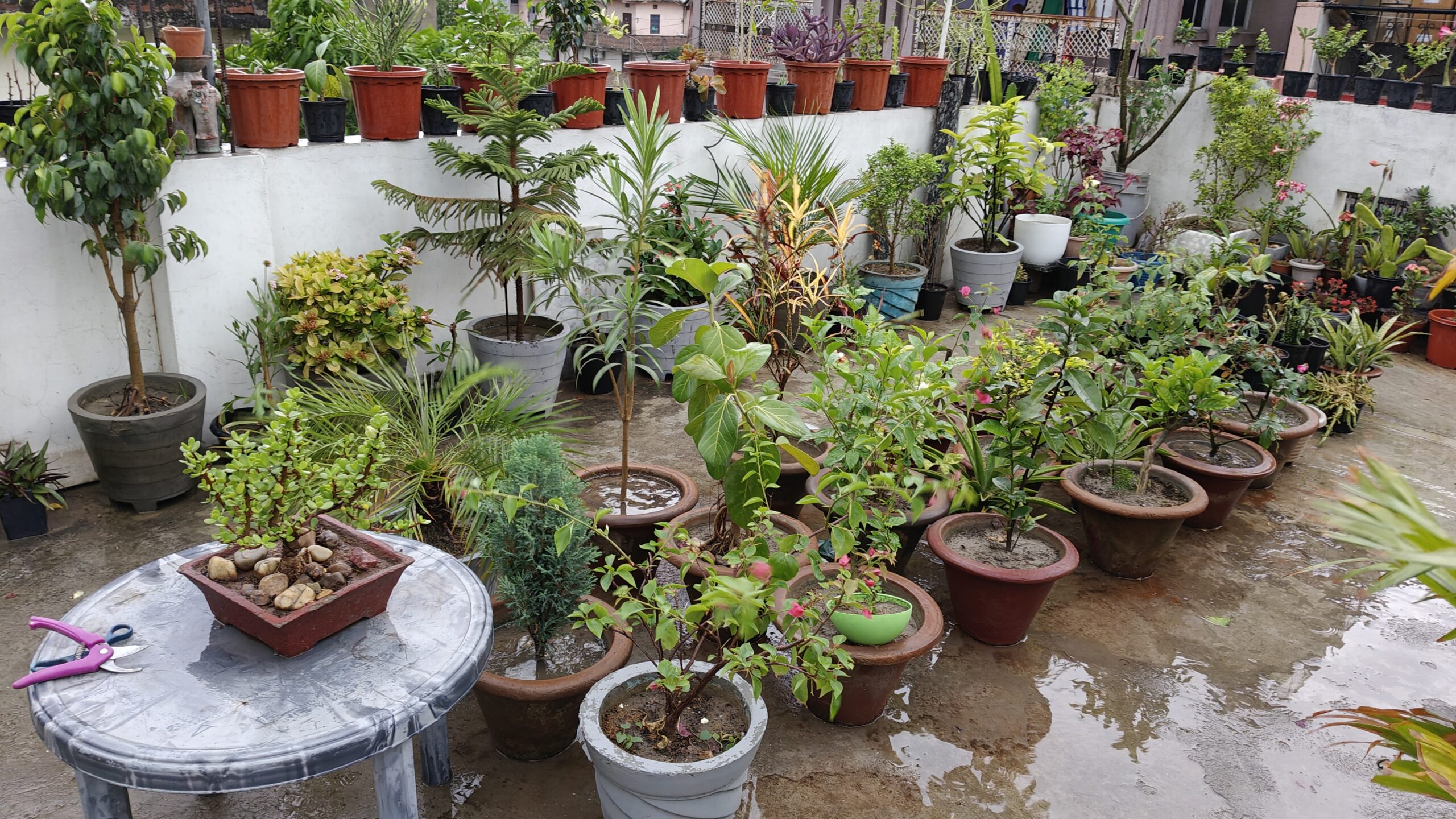गर्मियों में पौधों की देखभाल कैसे करें