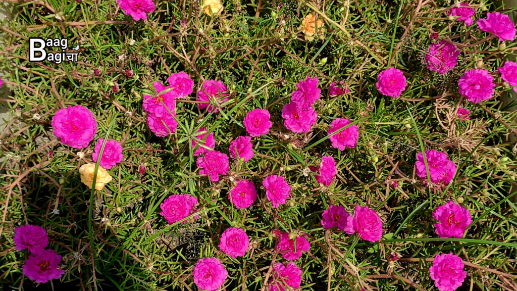 पोर्टुलाका की देखभाल: एक सुंदर और आसान देखभाल वाला पौधा