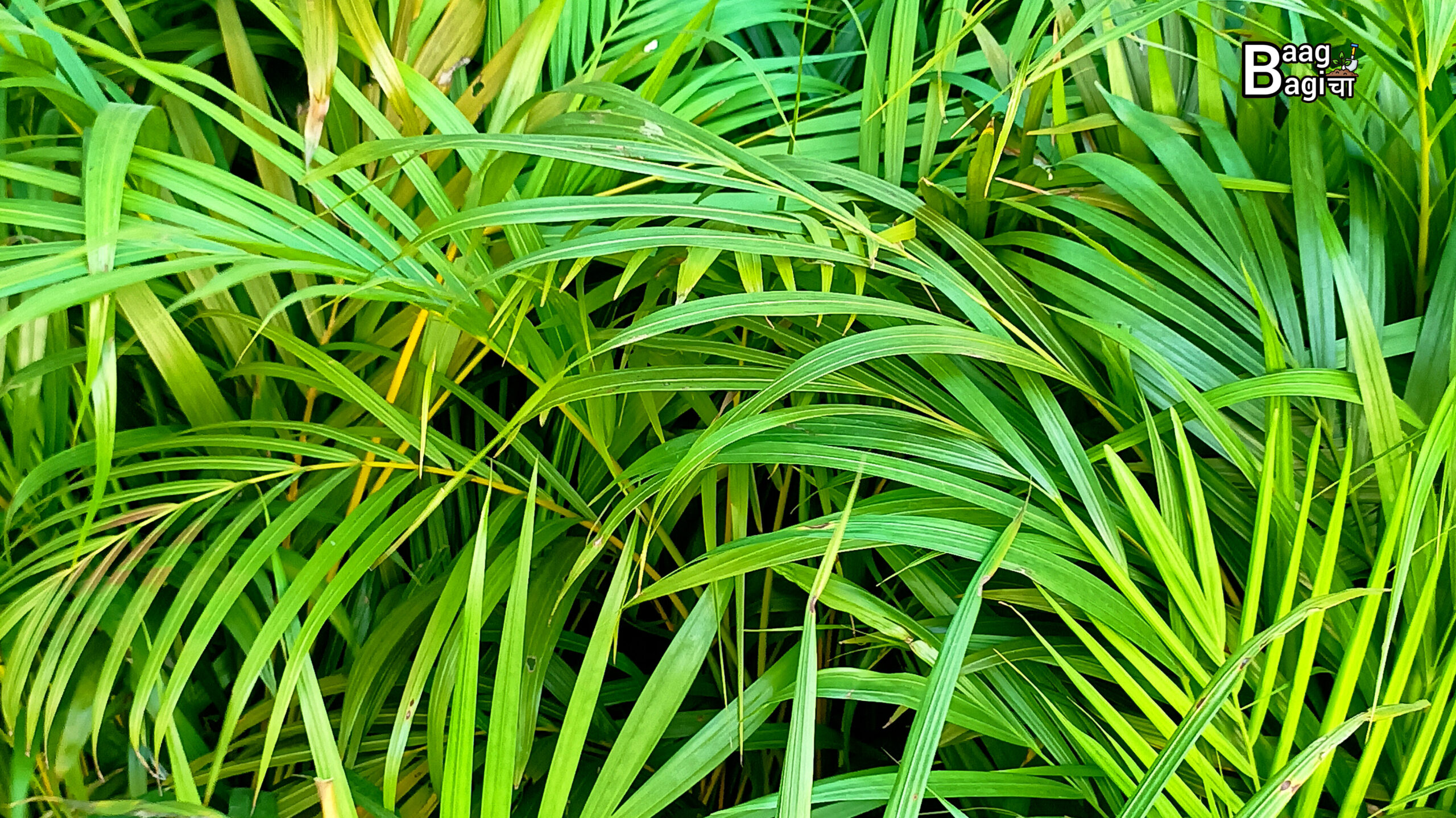 एरिका पाम की देखभाल के टिप्स / Arica Palm Care - 8 Tips