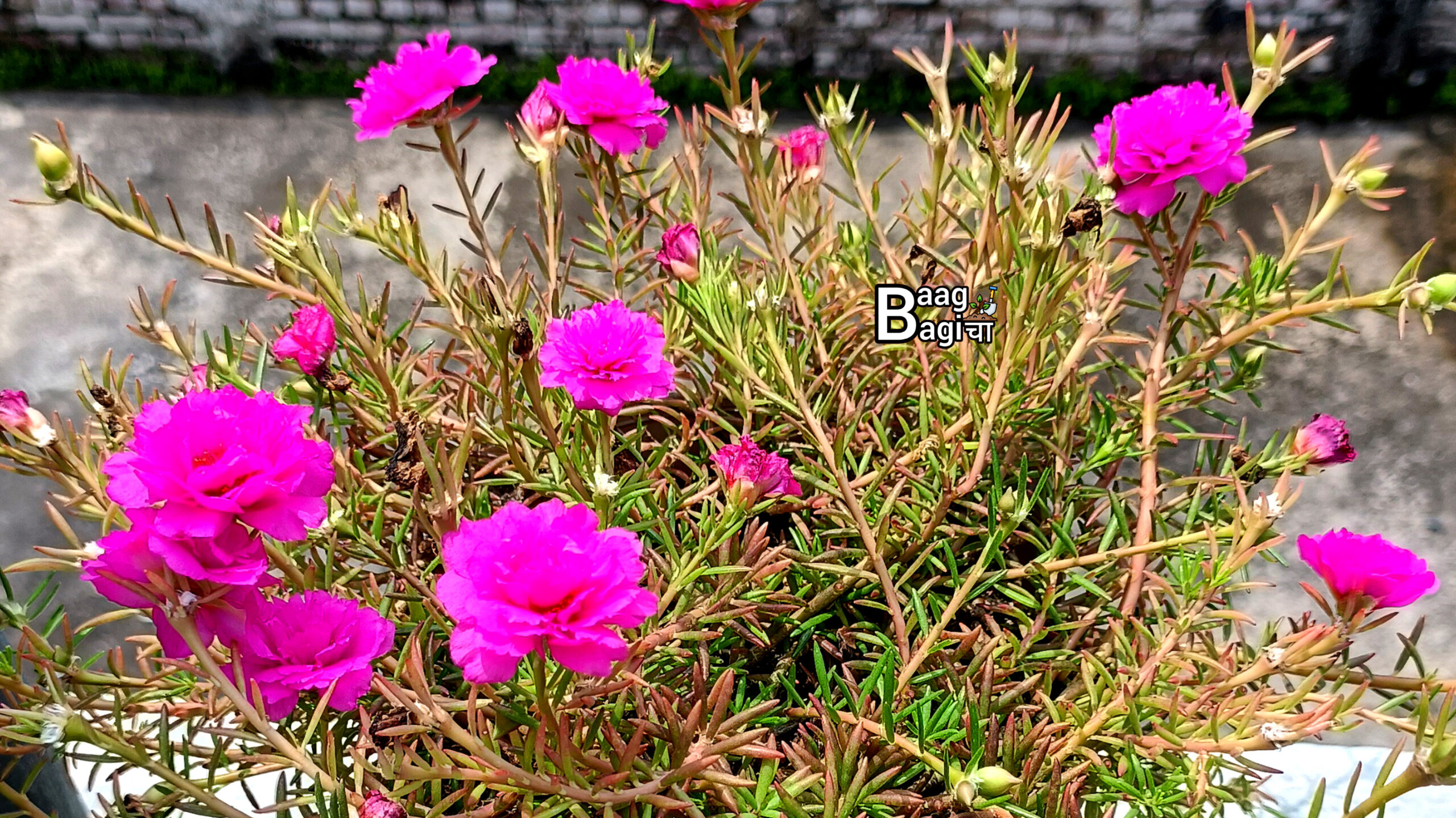 Summer Flowering Plants: गर्मियों में आसानी से लगाए जाने वाले पौधें