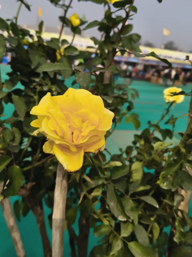 गुलाब की देखभाल कैसे करें