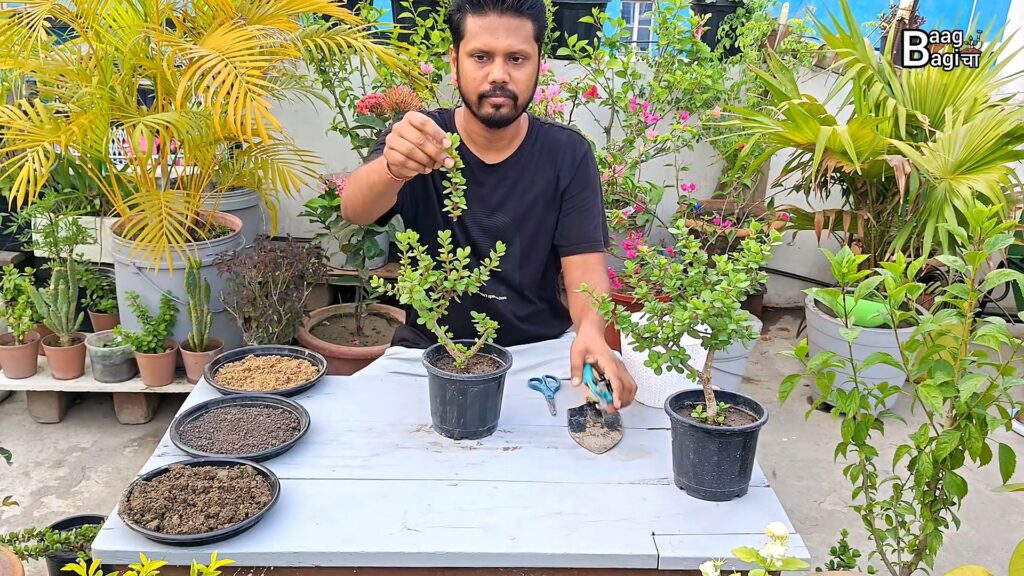 क्या गर्मियों में जेड प्लांट ( Jade Plant ) की कटिंग लगा सकते हैं ?