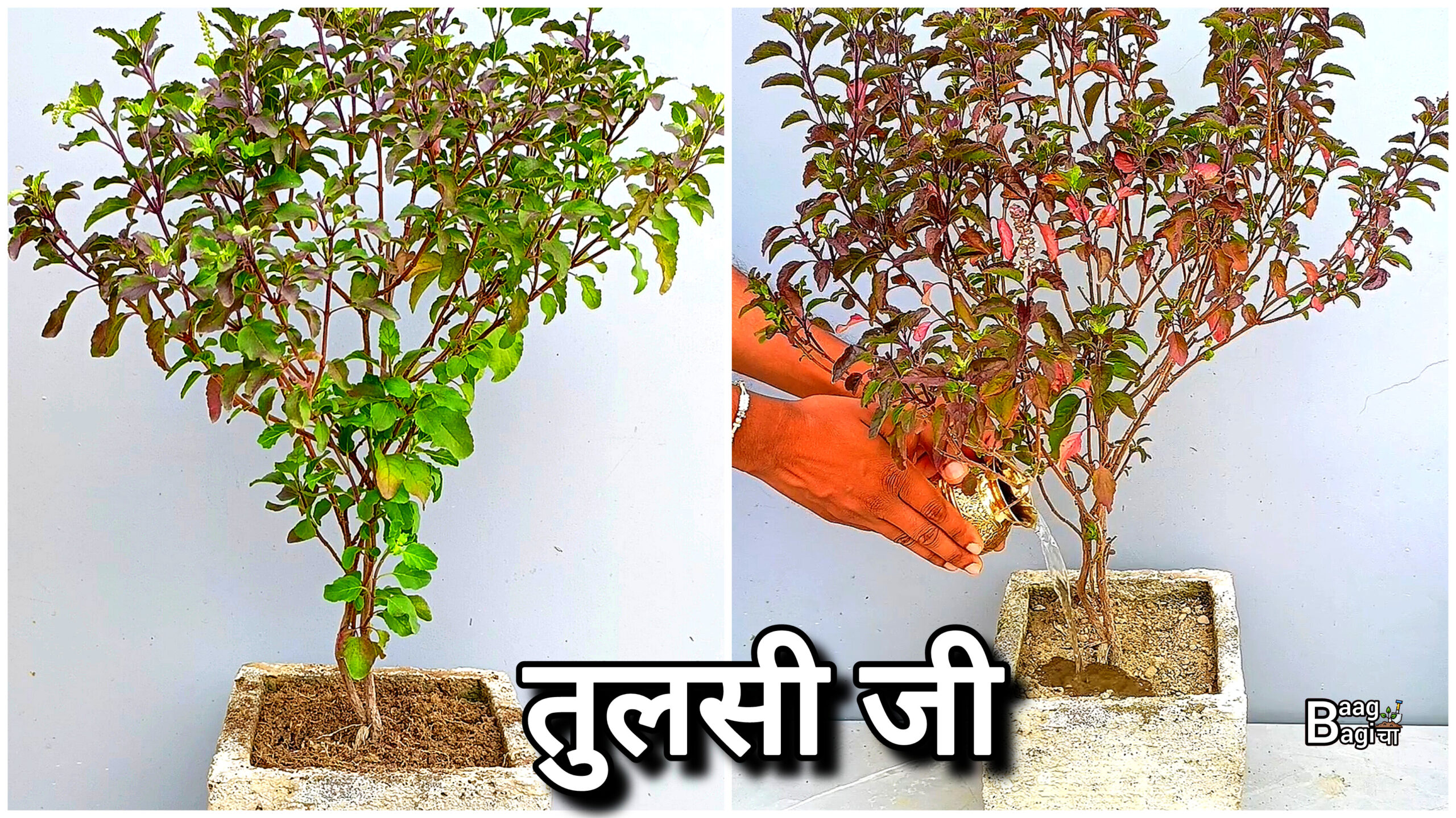 इस तरह से करें तुलसी जी की देखभाल : पौधा कभी खराब नहीं होगा / 10. Care Tips For Tulsi Plant