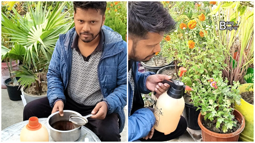 पौधों के लिए घर पर जीवामृत कैसे बनाएं ताकि पौधे हमेशा हरे-भरे रहें