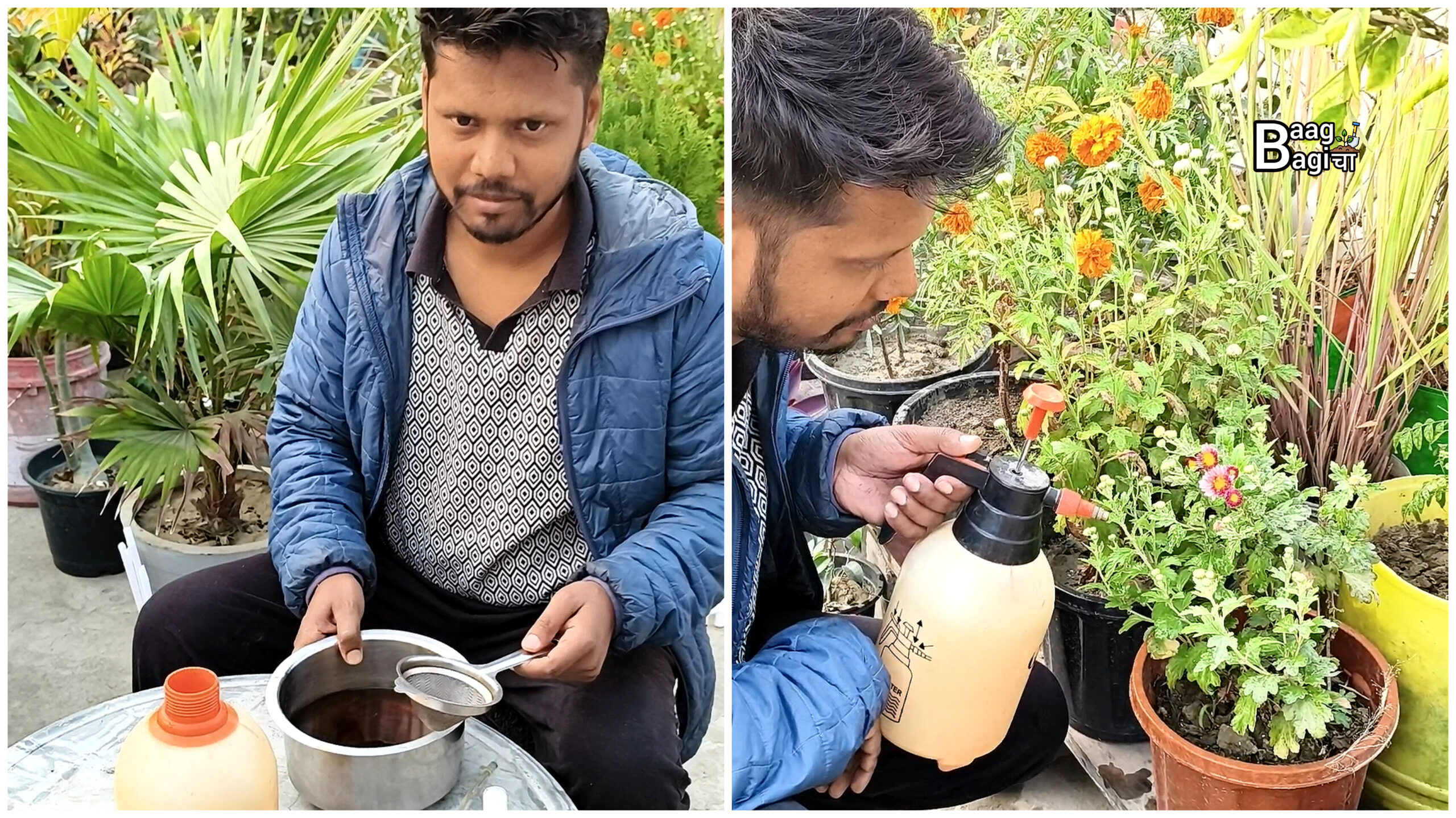 पौधों के लिए घर पर जीवामृत कैसे बनाएं ताकि पौधे हमेशा हरे-भरे रहें