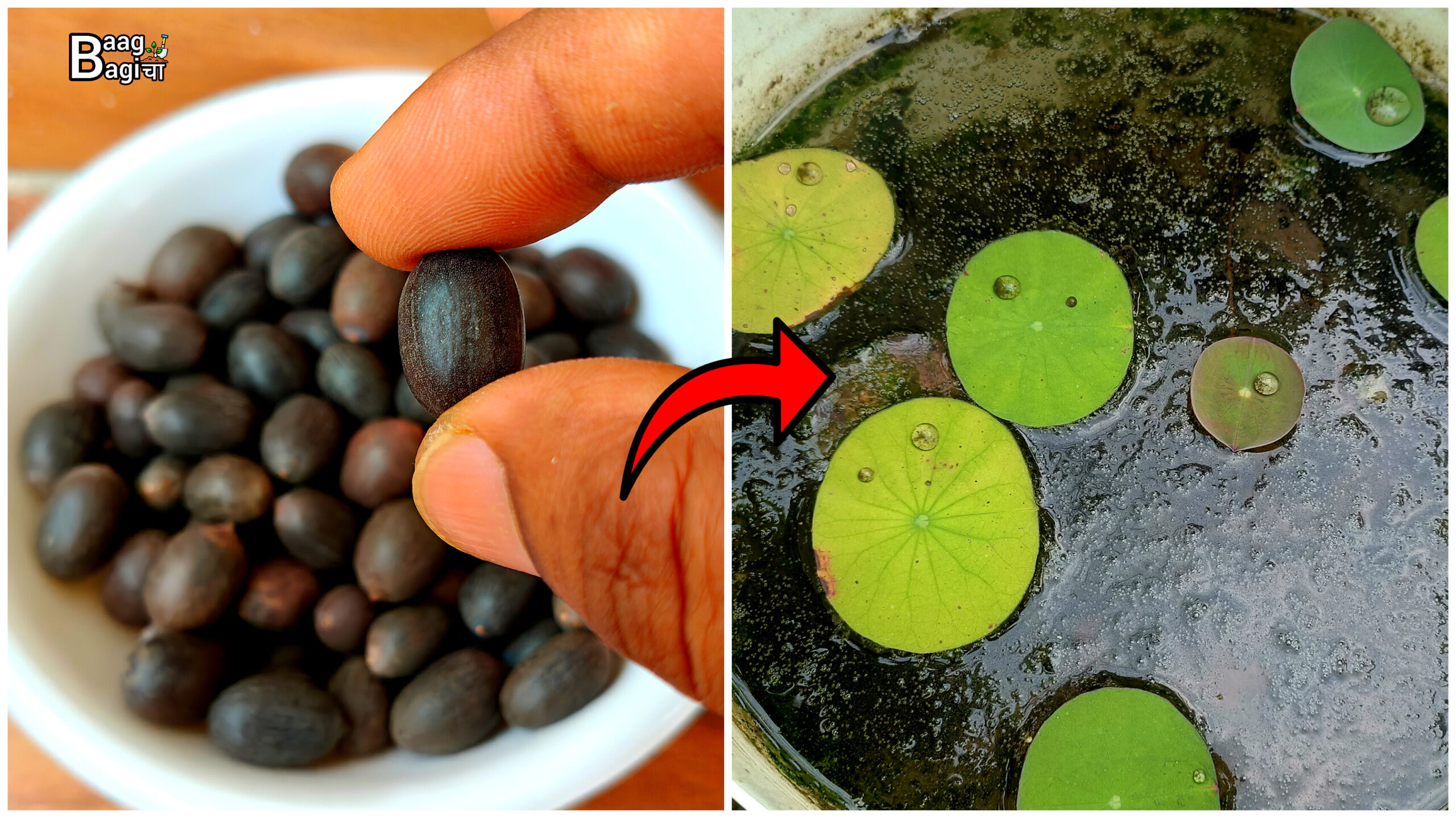घर पर कमल का फूल कैसे उगाएं, जानें सबसे 8 आसान तरीका – How To Grow Lotus Flower