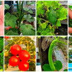 मॉनसून में छत पर कौन-कौन सी सब्जियाँ लगाएँ : 10 Best Rainy Season Vegetables