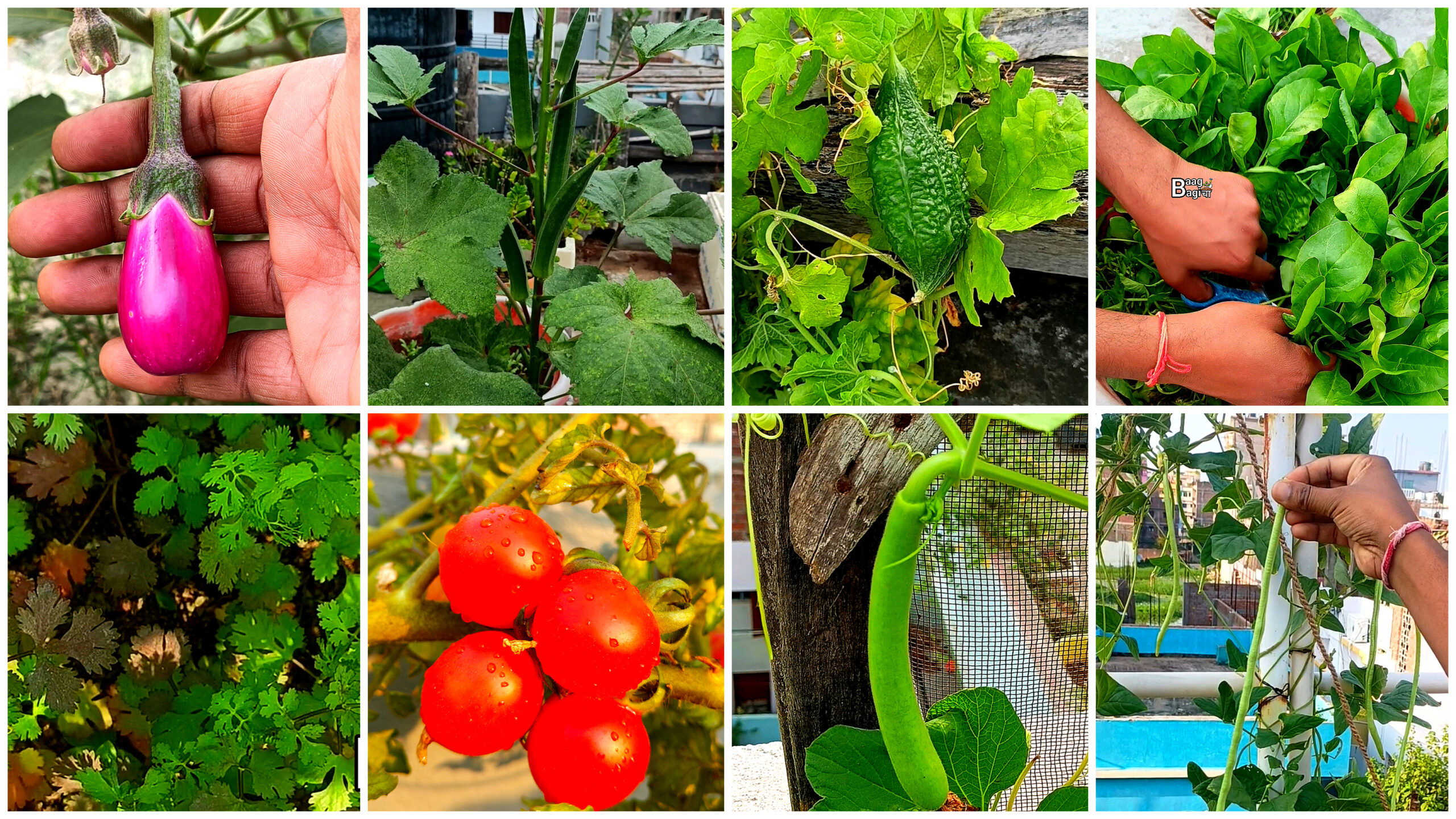 मॉनसून में छत पर कौन-कौन सी सब्जियाँ लगाएँ : 10 Best Rainy Season Vegetables