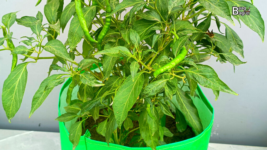 मॉनसून में छत पर कौन-कौन सी सब्जियाँ लगाएँ : 10 Best Rainy Season Vegetables