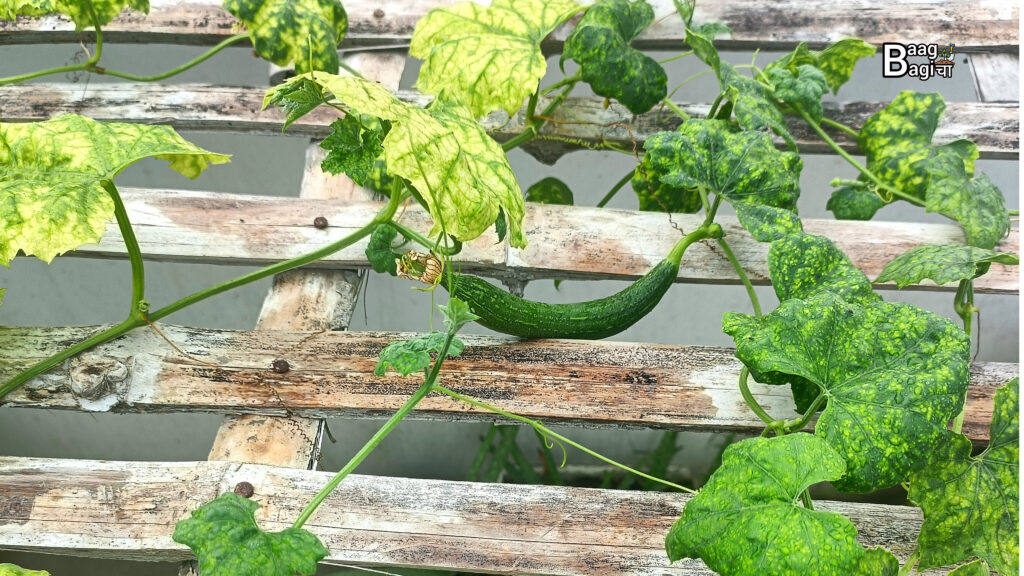 मॉनसून में छत पर कौन-कौन सी सब्जियाँ लगाएँ : 10 Best Rainy Season Vegetables