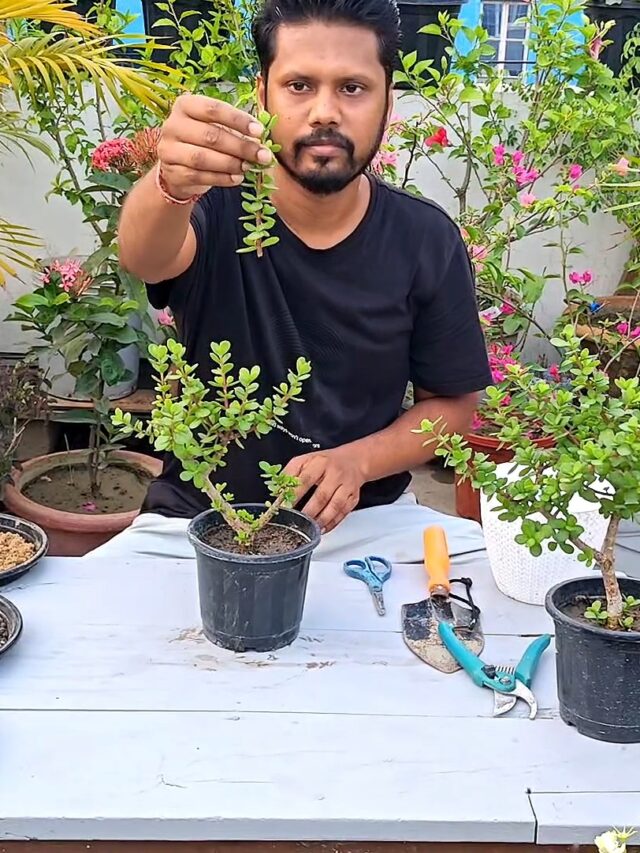क्या गर्मियों में जेड प्लांट ( Jade Plant ) की कटिंग लगा सकते हैं ?