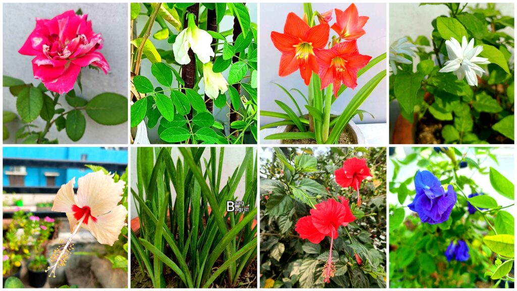 मानसून ( बारिश ) के मौसम में लगाए जाने वाले फूल 10 Flowers That Grow In Rainy Season