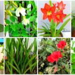 मानसून ( बारिश ) के मौसम में लगाए जाने वाले फूल 10 Flowers That Grow In Rainy Season